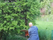 Imker fängt Bienenvolk mit einer Kiste ein